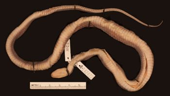 Media type: image;   Herpetology R-142422